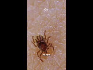 the riddle of the ticks is solved